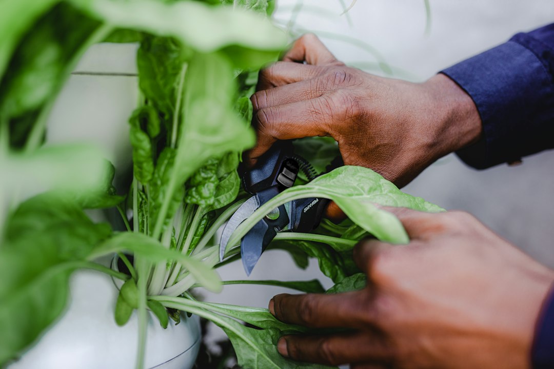 Best Herb Stripper for Fresh Herbs Under $15 in 2026: Top Picks for Every Kitchen